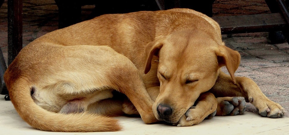 Dog-sleeping